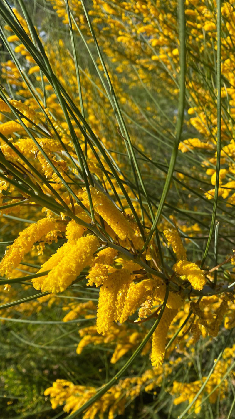 Wild flowers