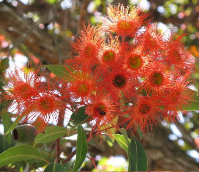 Red flowering gum